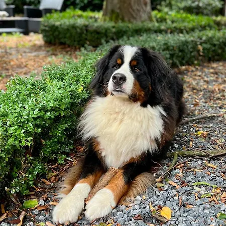 Waescherschloss Pensjonat 3*